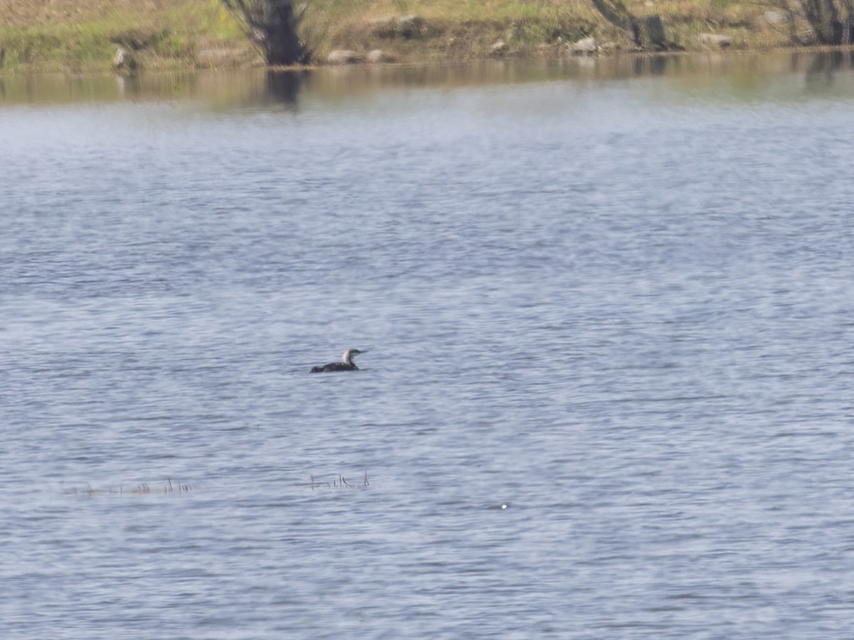 Pacific Loon - ML638384522