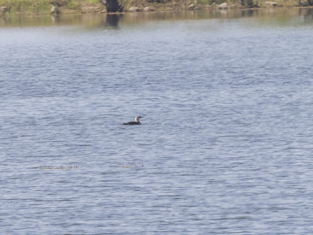 Pacific Loon - ML638384523