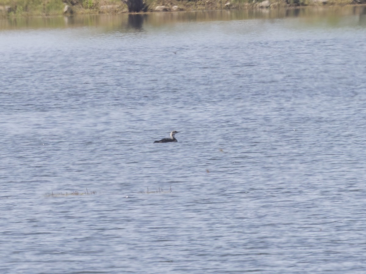 Pacific Loon - ML638384524