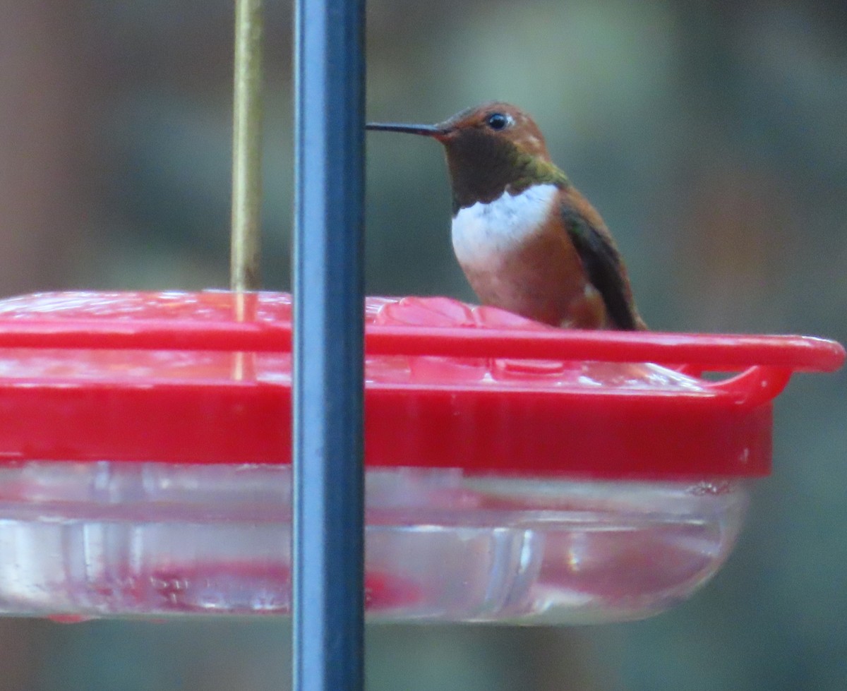 Rufous Hummingbird - ML638384529