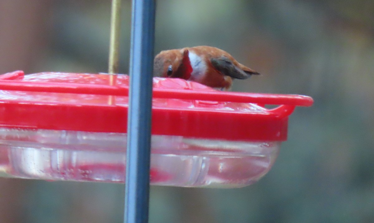 Rufous Hummingbird - ML638384530