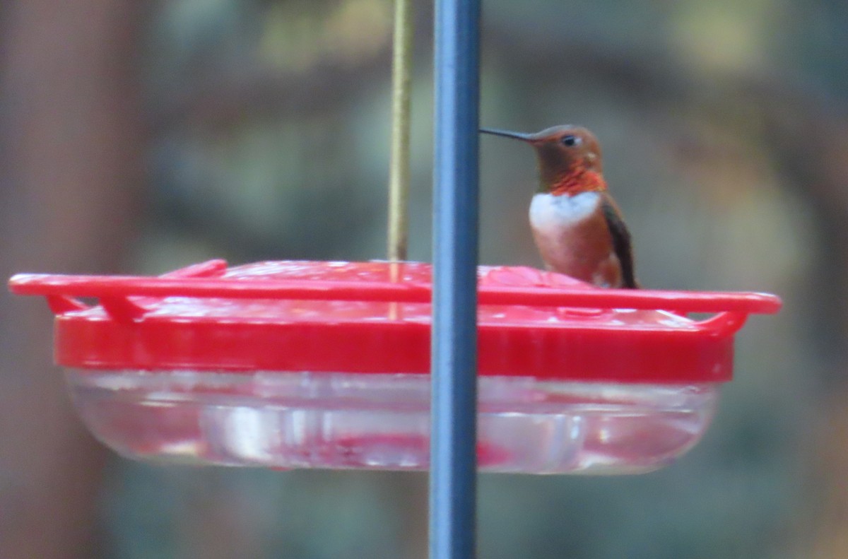 Rufous Hummingbird - ML638384531