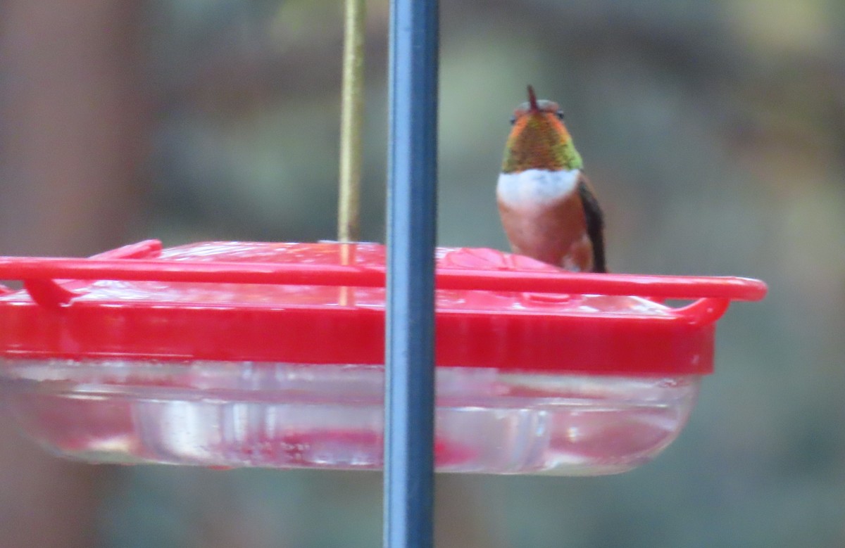 Rufous Hummingbird - ML638384532