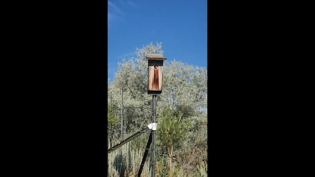 Tree Swallow - ML638384555