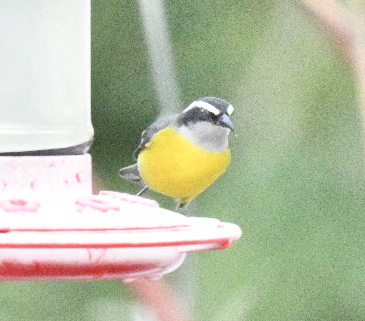 Bananaquit - ML638384561