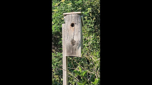 Northern House Wren - ML638384582