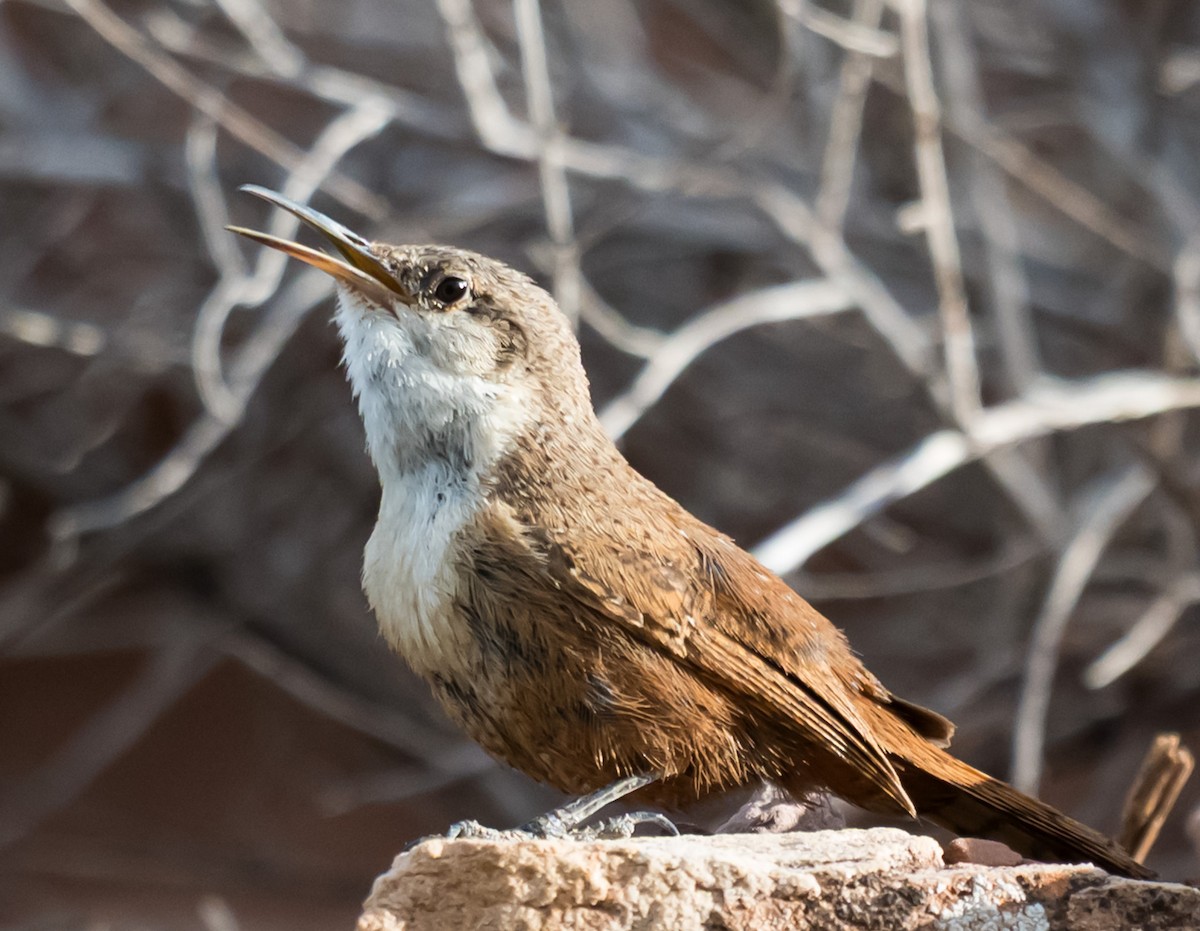 Canyon Wren - ML638384604