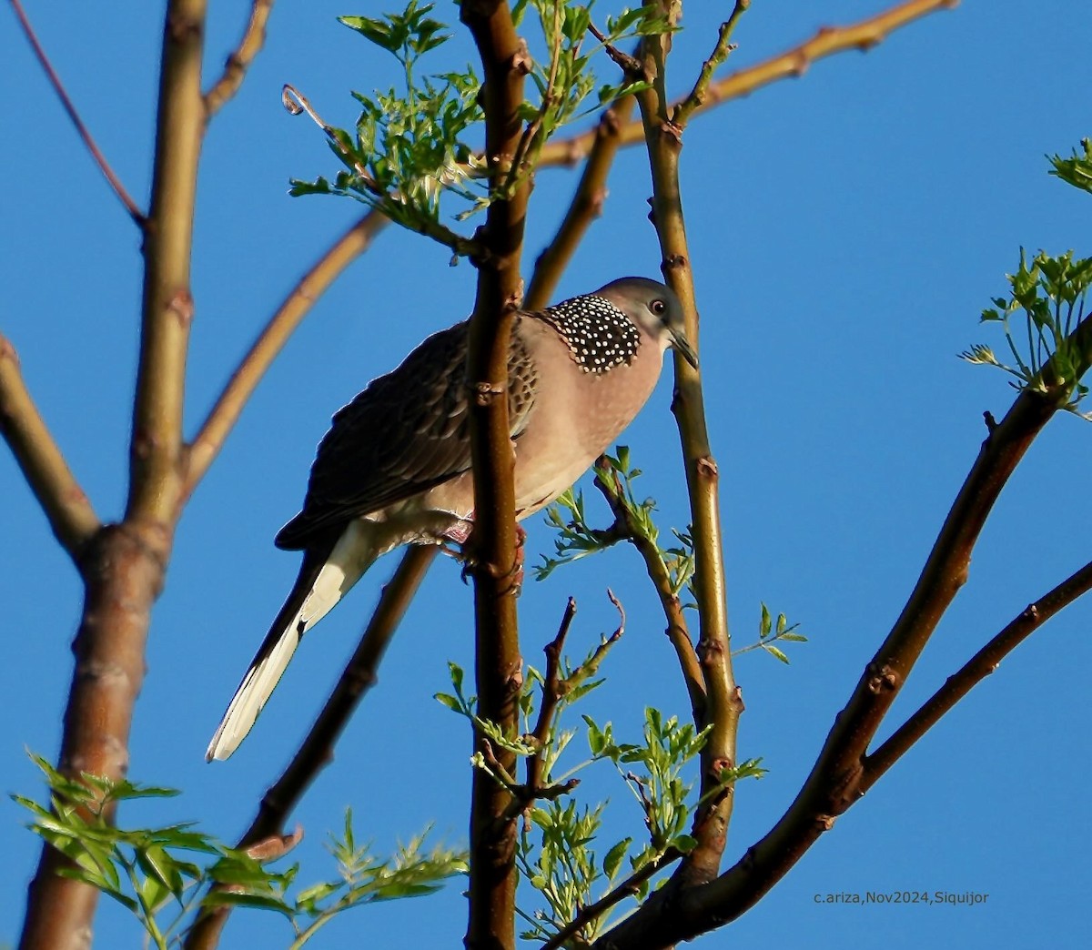 Spotted Dove - ML638384608