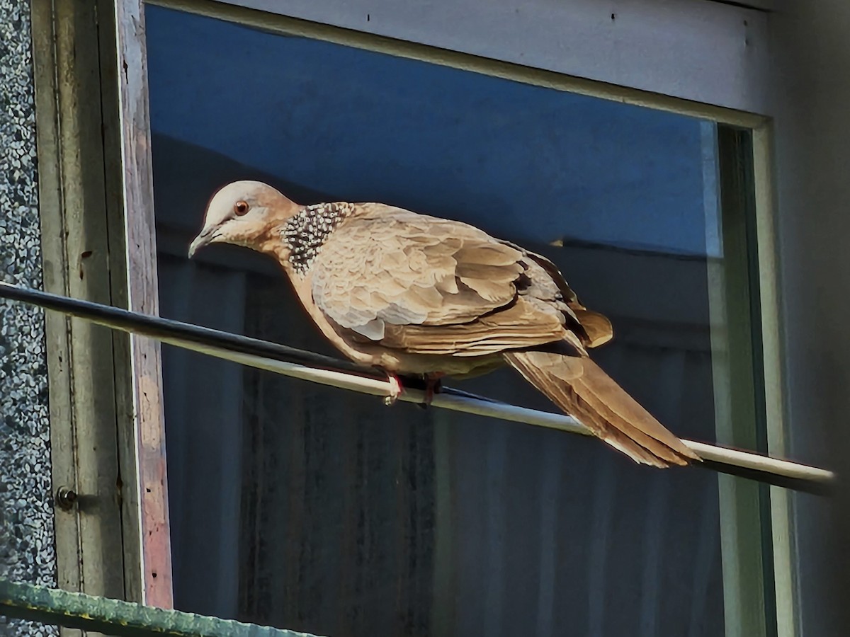 Spotted Dove - ML638384629
