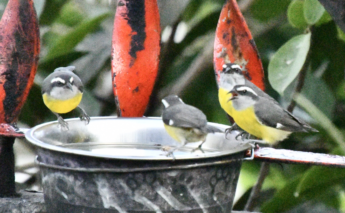 Bananaquit - ML638384630