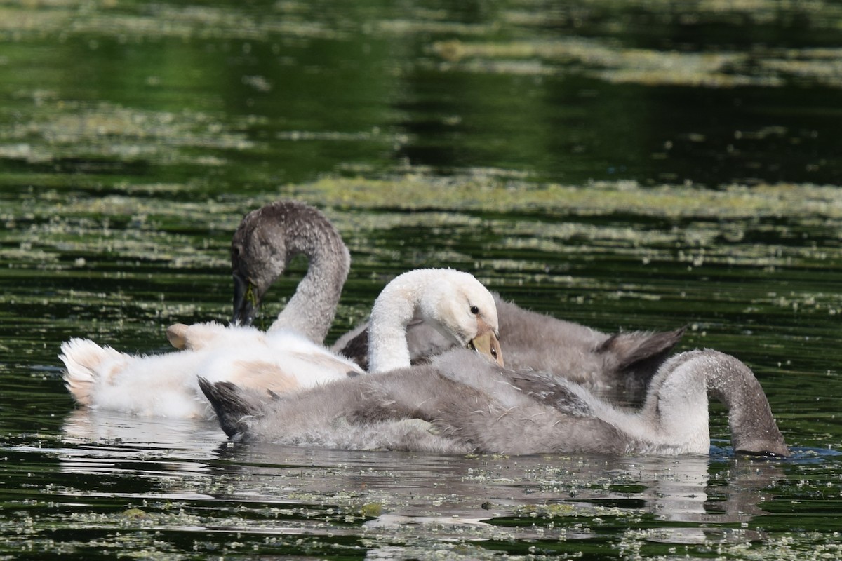 Mute Swan - ML638384656