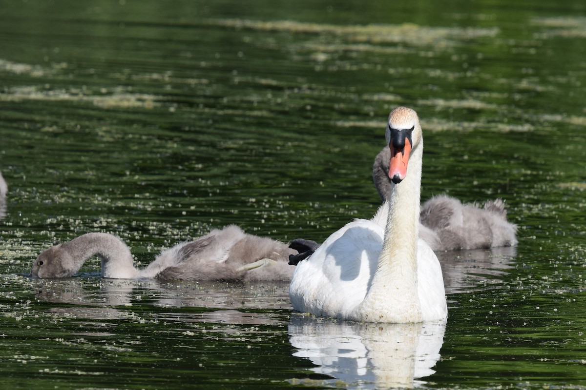 Mute Swan - ML638384658