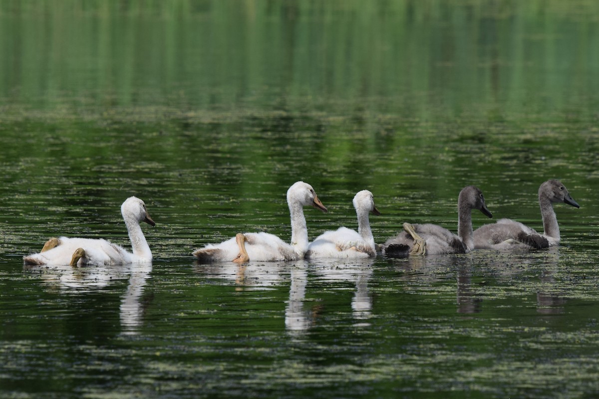 Mute Swan - ML638384660