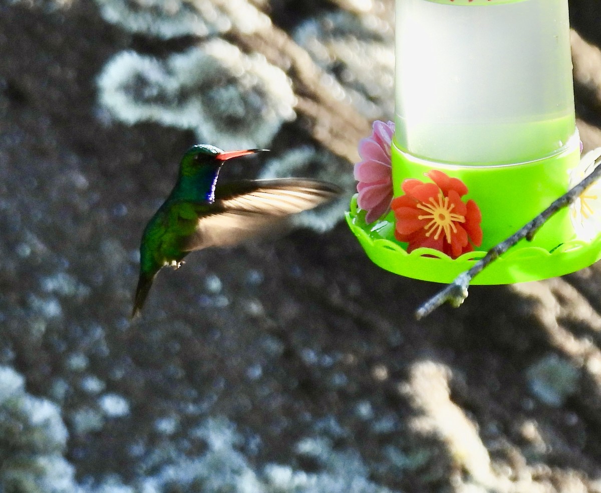 Glittering-bellied Emerald - ML638384664