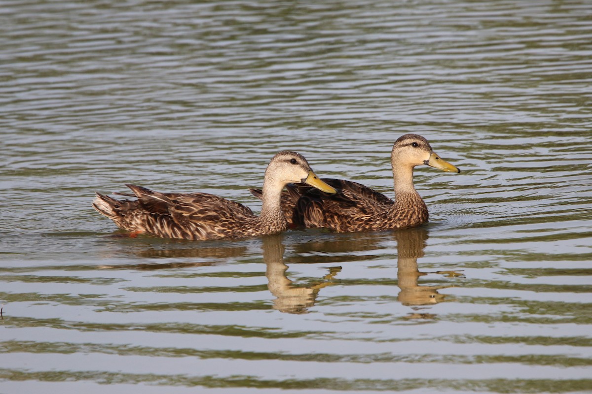 Mottled Duck - ML638384673