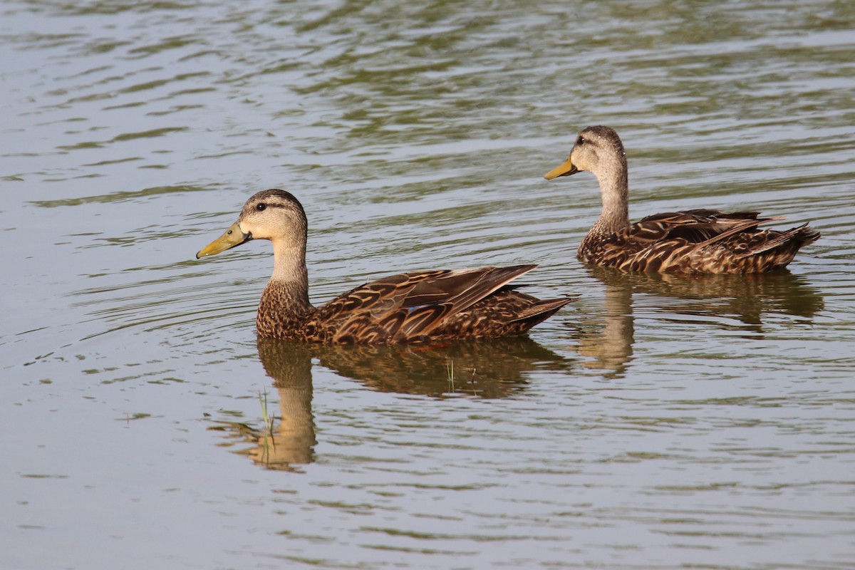 Mottled Duck - ML638384674
