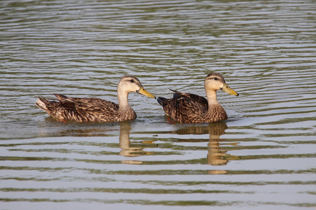 Mottled Duck - ML638384675
