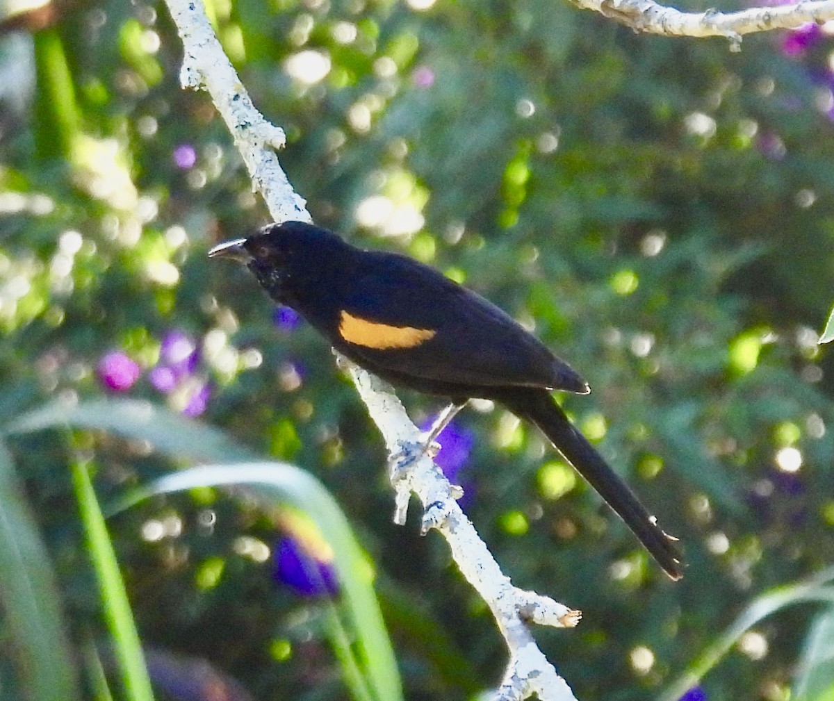 Variable Oriole - ML638384688