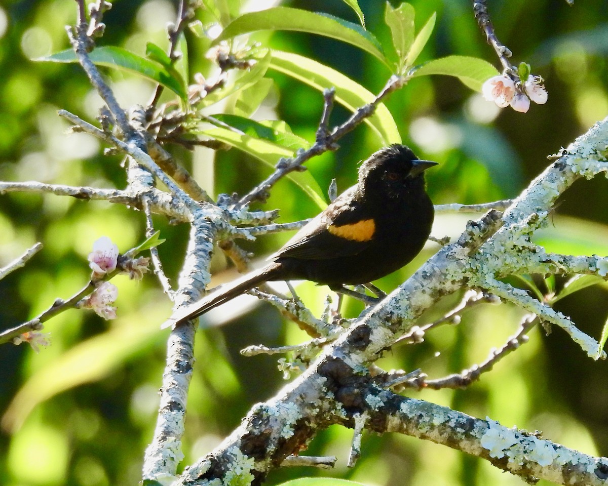 Variable Oriole - ML638384689