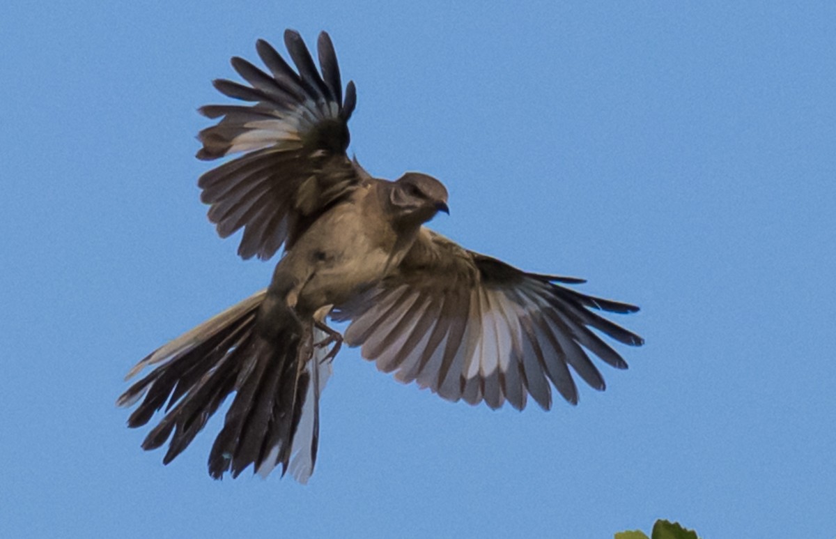 Northern Mockingbird - ML638384697