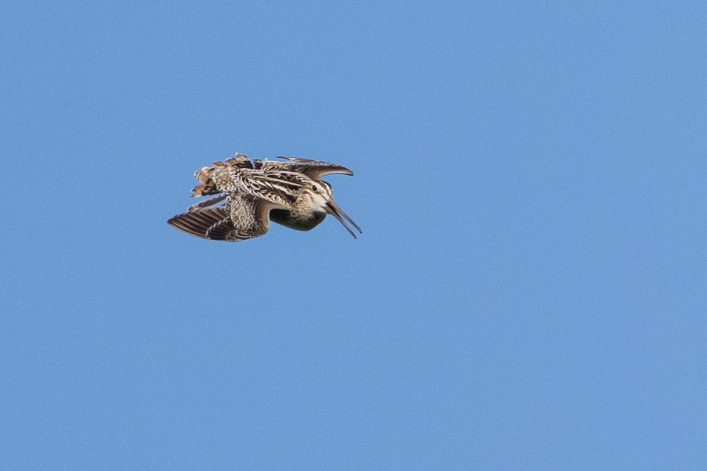 Latham's Snipe - ML638384700