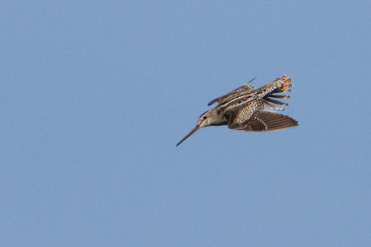Latham's Snipe - ML638384703