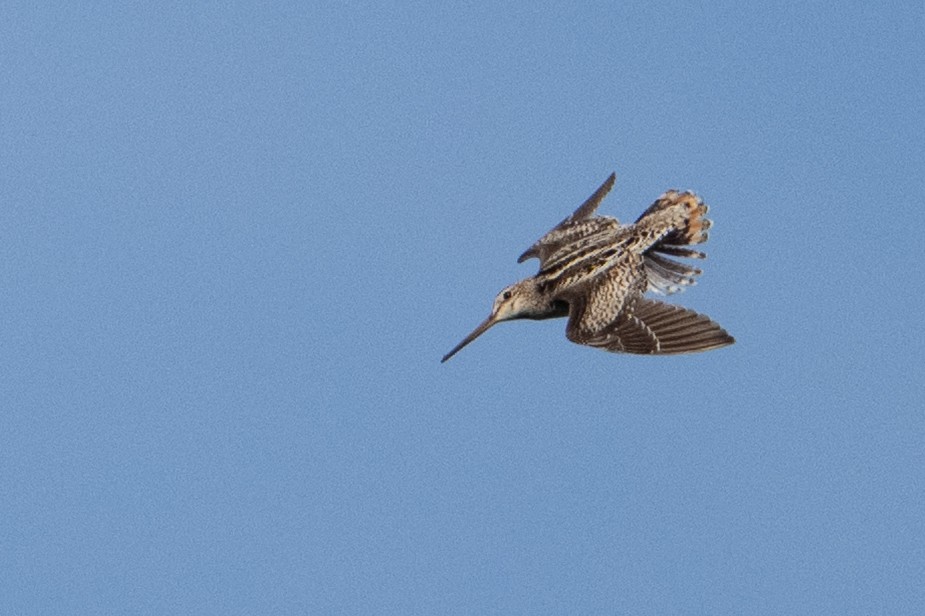 Latham's Snipe - ML638384704
