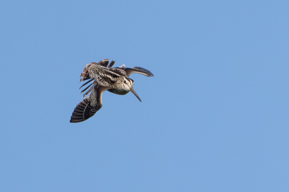 Latham's Snipe - ML638384717