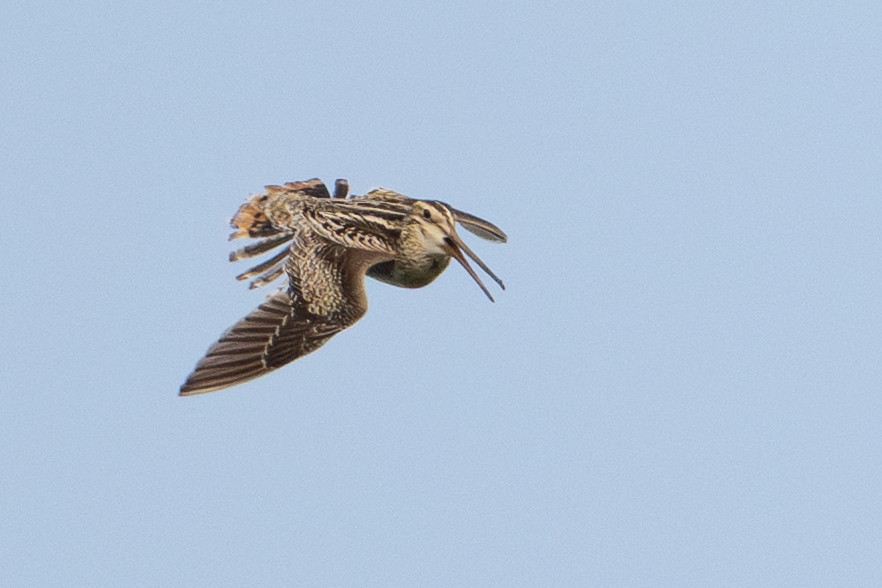 Latham's Snipe - ML638384718