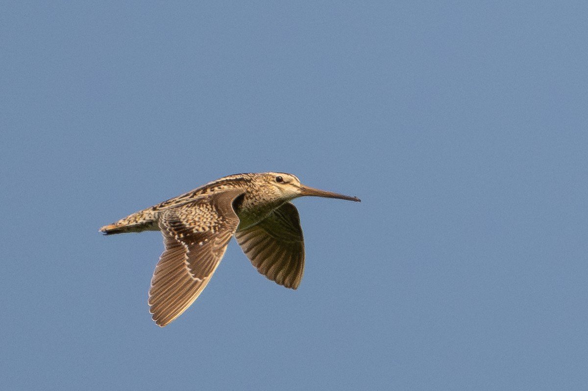 Latham's Snipe - ML638384719