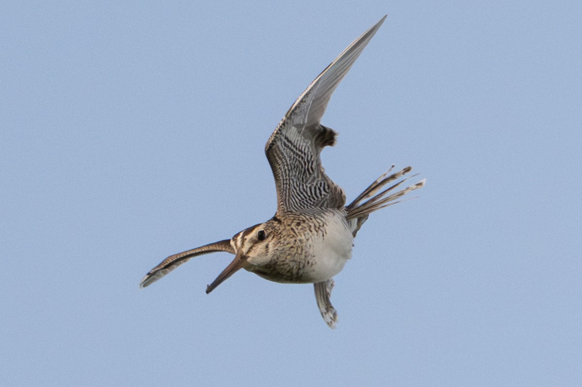 Latham's Snipe - ML638384720