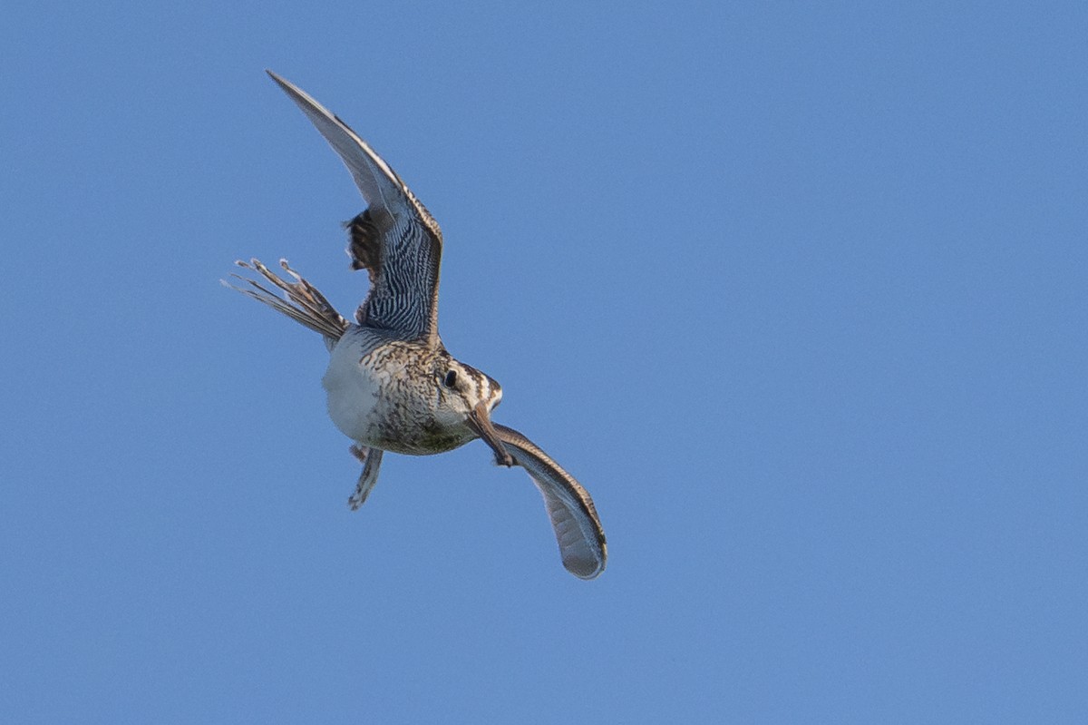 Latham's Snipe - ML638384721