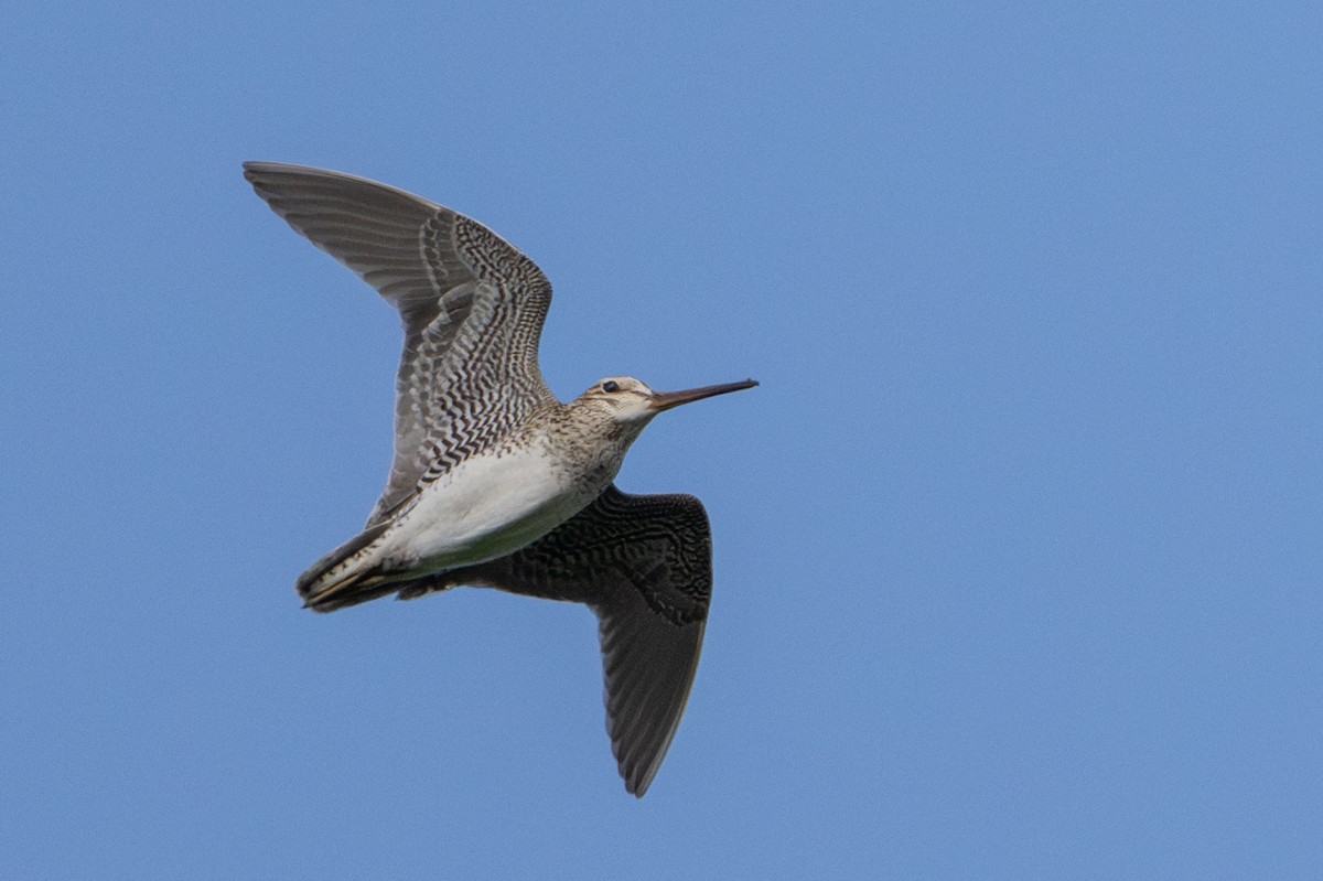 Latham's Snipe - ML638384722