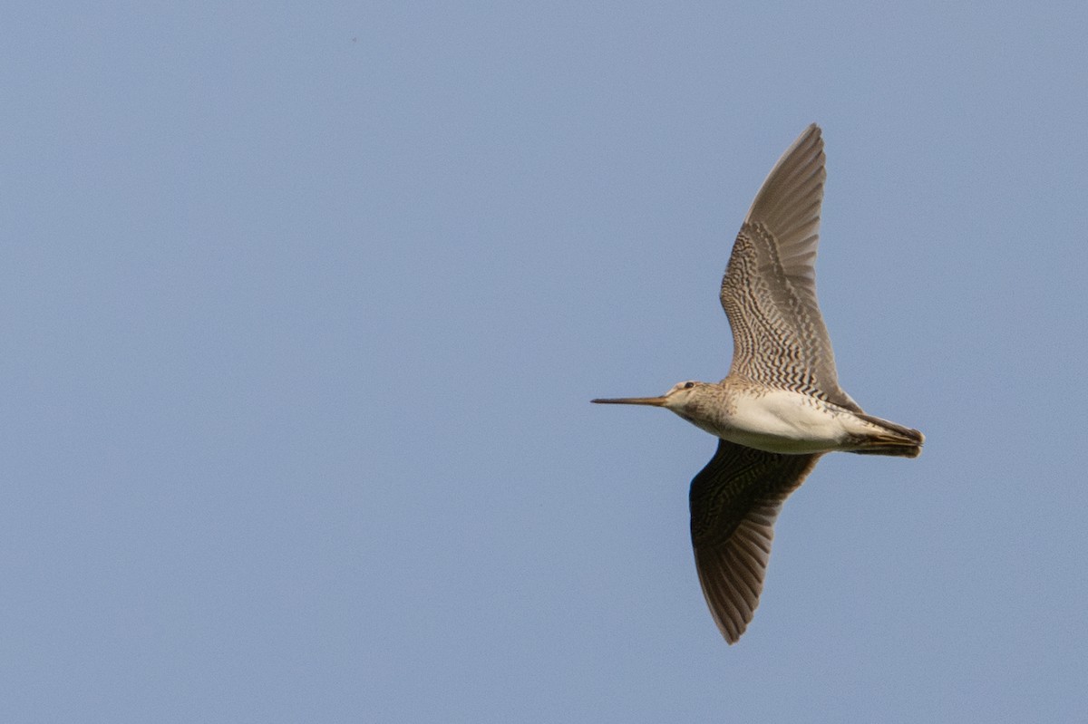 Latham's Snipe - ML638384723