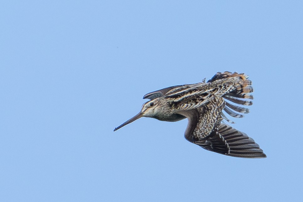 Latham's Snipe - ML638384724