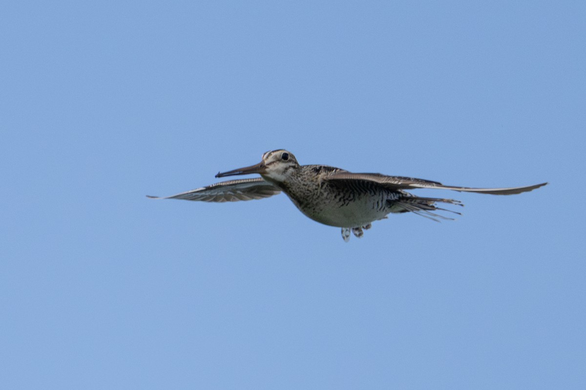 Latham's Snipe - ML638384725