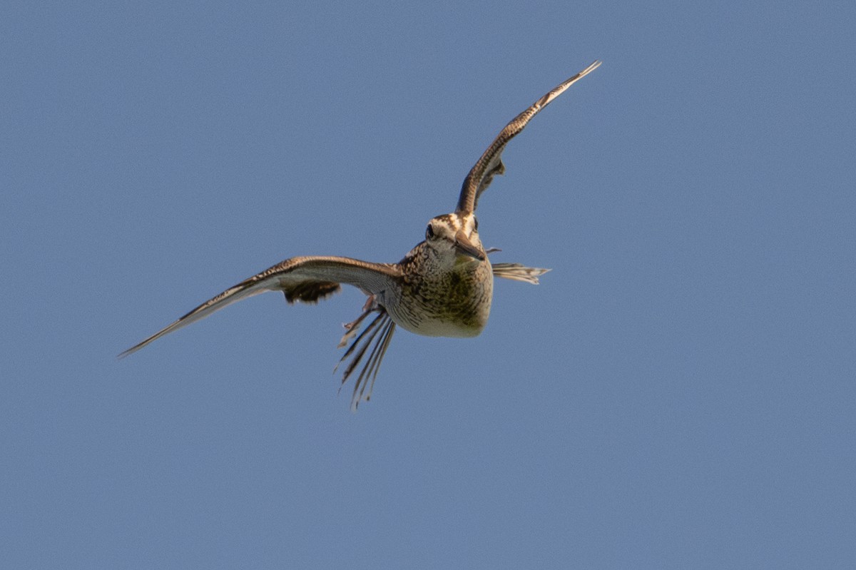Latham's Snipe - ML638384726