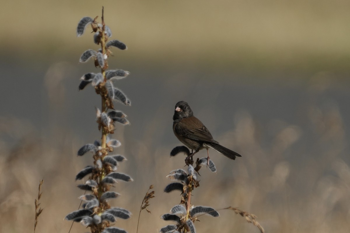 Junco Ojioscuro - ML638384728