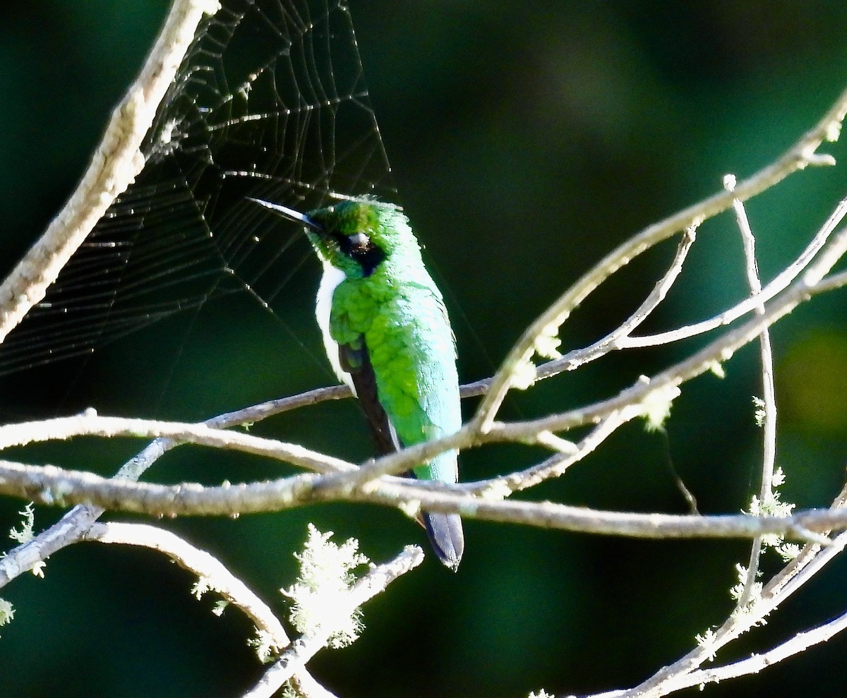 Black-eared Fairy - ML638384737