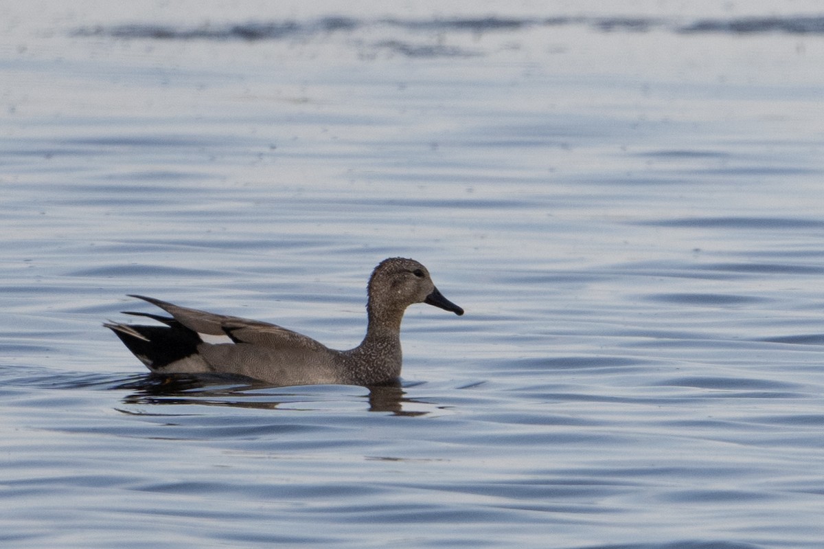 Gadwall - ML638384746