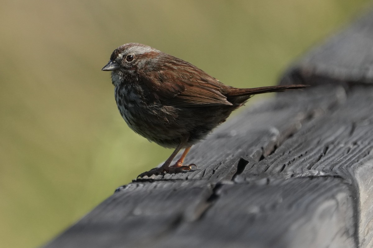 Song Sparrow - ML638384751