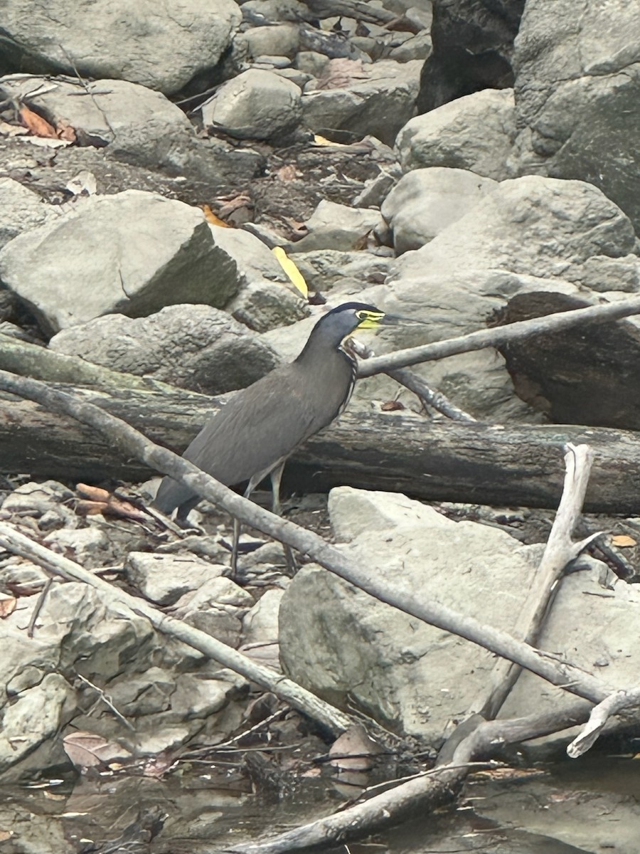 Bare-throated Tiger-Heron - ML638384759