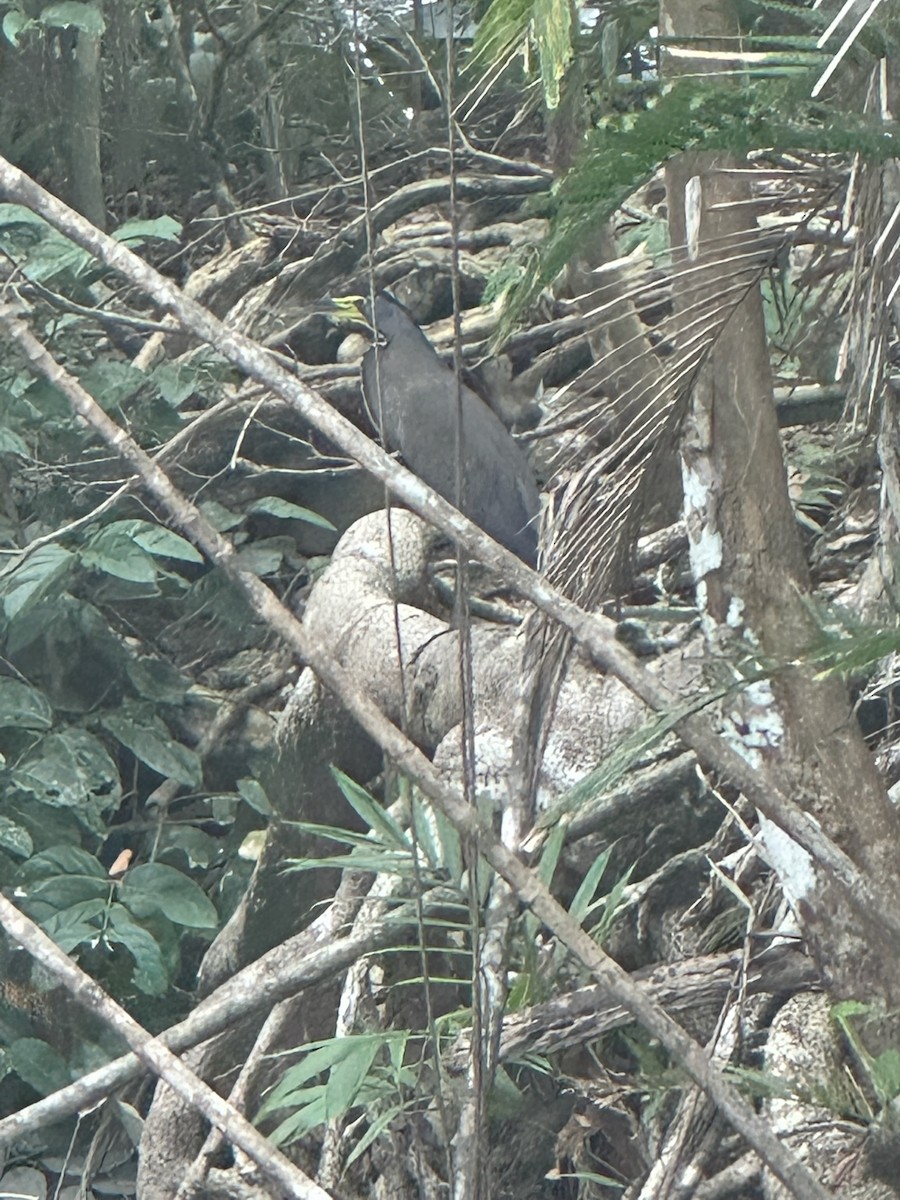 Bare-throated Tiger-Heron - ML638384770
