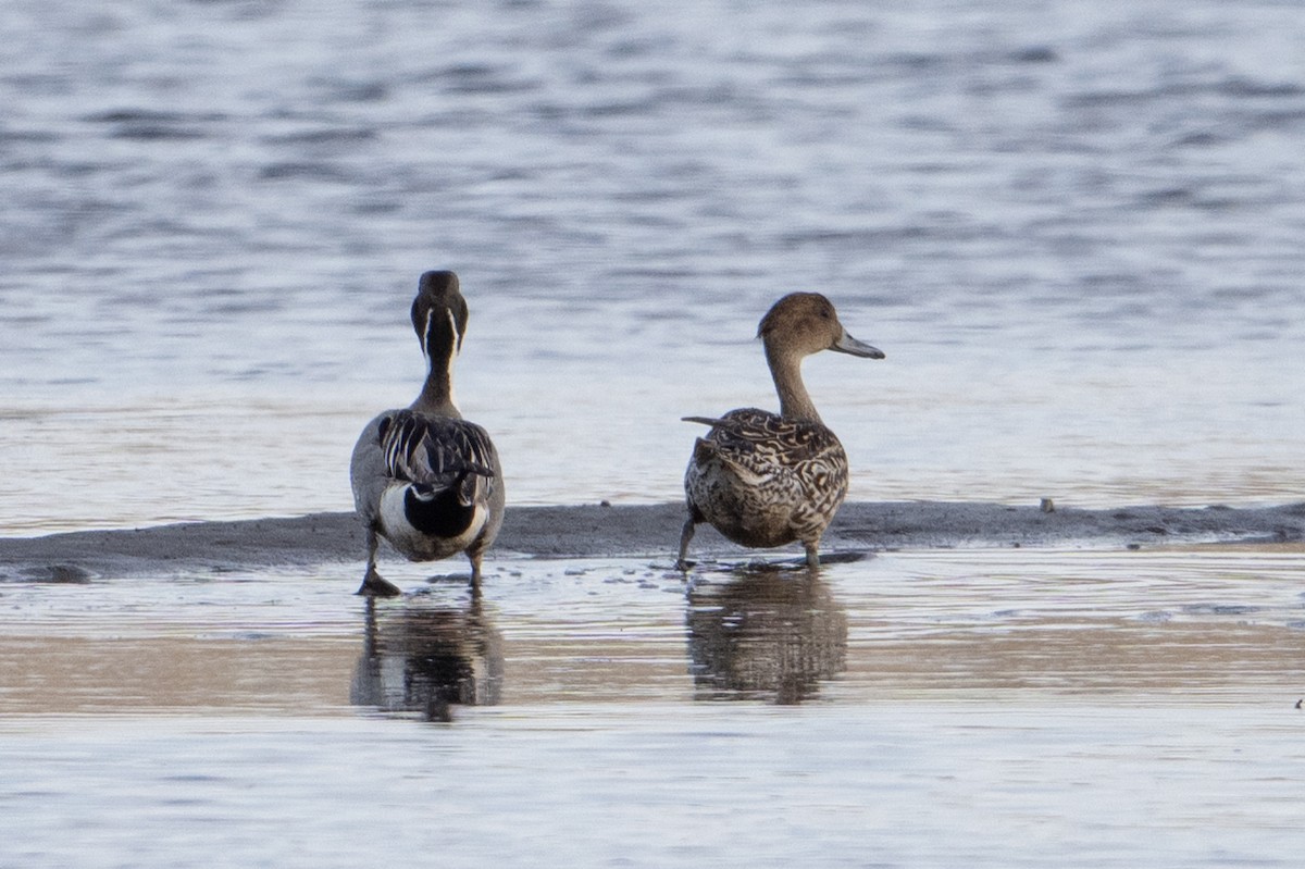 Northern Pintail - ML638384781