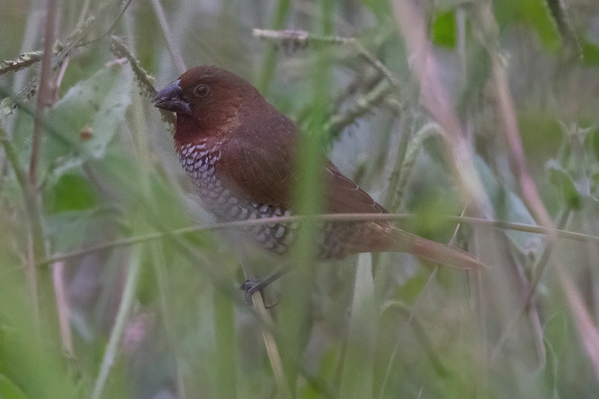 Scaly-breasted Munia (Checkered) - ML638384785