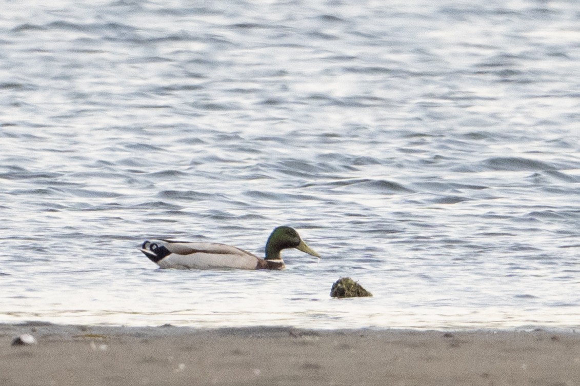 Mallard - ML638384787