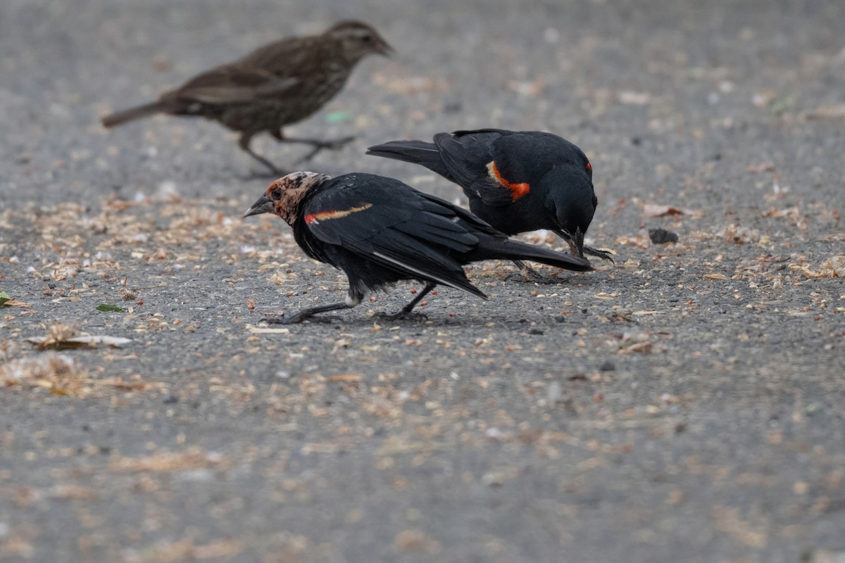 Red-winged Blackbird (Red-winged) - ML638384817