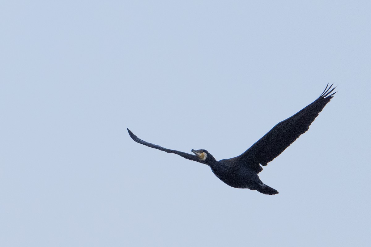 Great Cormorant - ML638384818