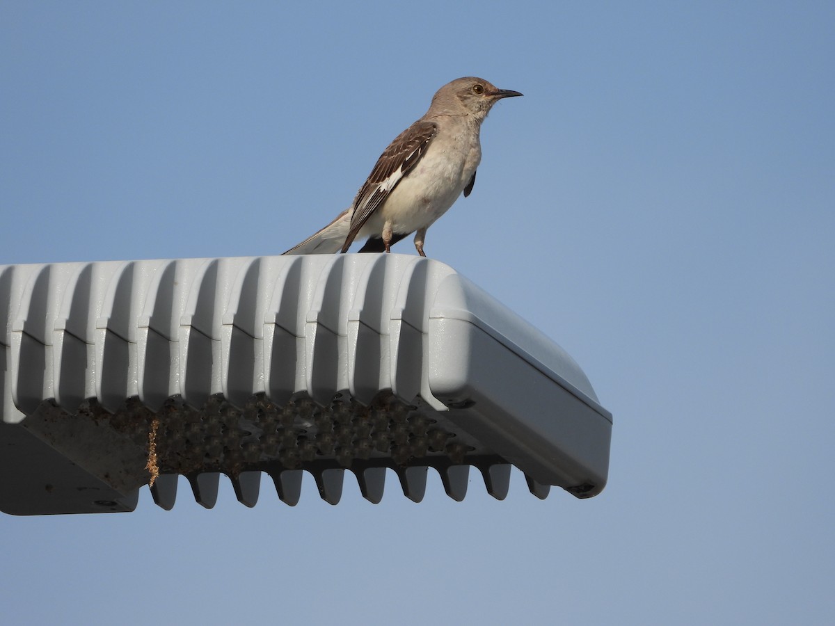 Northern Mockingbird - ML638384829
