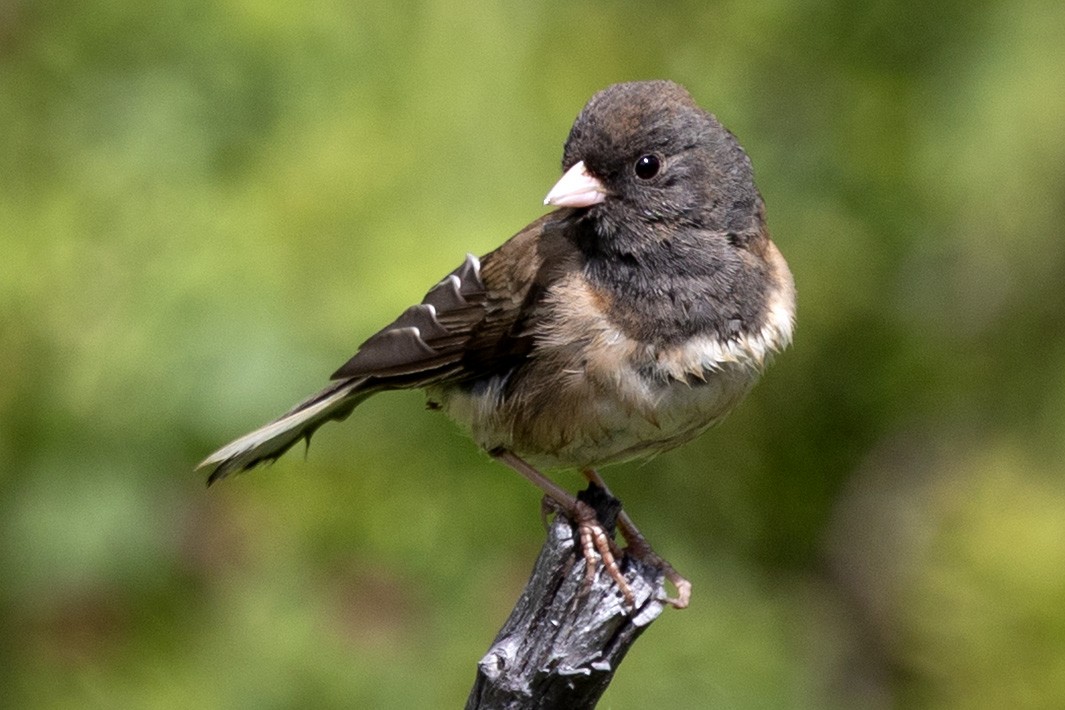 Junco Ojioscuro - ML638384830